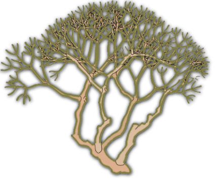 Albero Plumerie Albero Plumerie