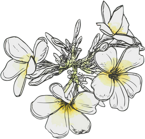 Fiore Plumeria Fiore Plumeria